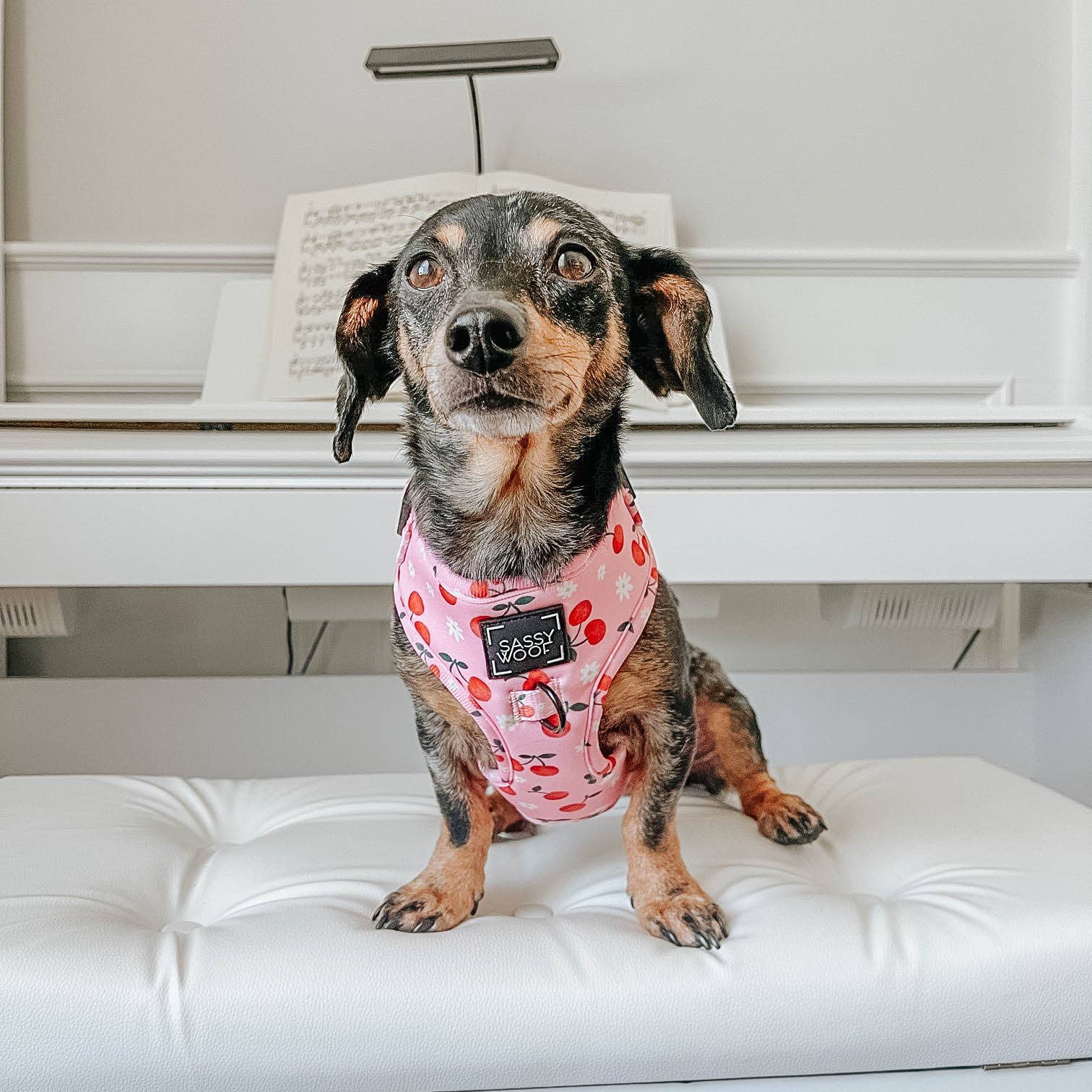 SASSY WOOF - Dog Adjustable Harness - Mon Cherry: XS